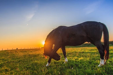 Horse Horses Prairie T Wallpapers