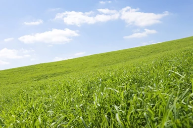 Download Grass Prairie Wallpapers 5647 1280x800 Px High Resolution ...