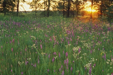 Wildflowers   Flower Wallpapers   Crazy Frankenstein