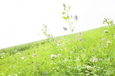 Prairie Garden Plants Green Wallpapers 5 － Landscape Wallpapers ...