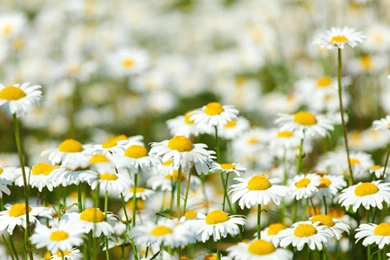 Flowers Field Daisies Meadow Prairie Bokeh Wallpapers