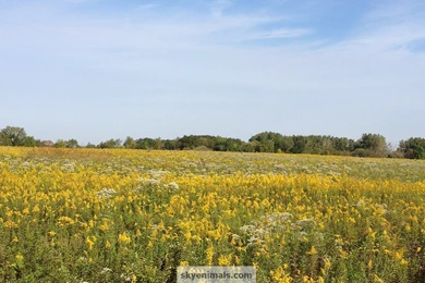 Free Nature Wallpaper Images