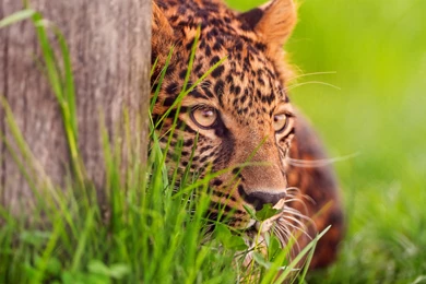 Windows 8 Official Wallpapers 24, HD Wallpapers Downloads