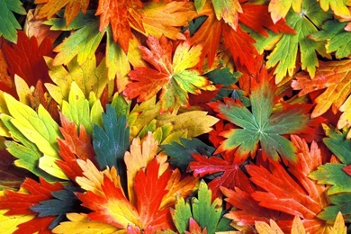 YouWall   Colorful Autumn Leaves Wallpapers   Wallpaper,wallpapers ...