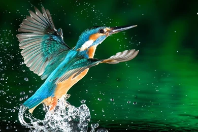 Rare Animals Desktop Wallpaper, HD Desktop Wallpapers