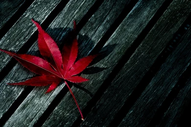 Leaves Wallpapers Collection (32+)