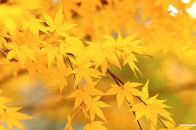 Autumn Tints,Goden Autumn, Beautiful Autumn Leaves Wallpapers ...