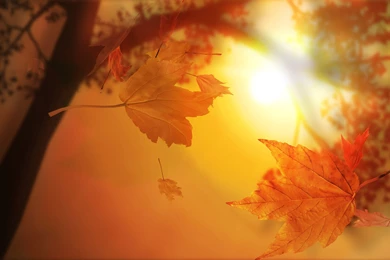 Beautiful Autumn Leaves