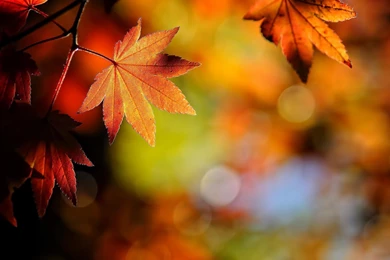 Autumn Leaves Wallpapers