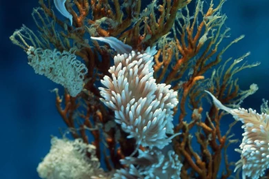 Rare Marine Plants LG G4 Wallpapers