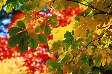 Autumn Leaves   Autumn Wallpapers (9819325)   Fanpop
