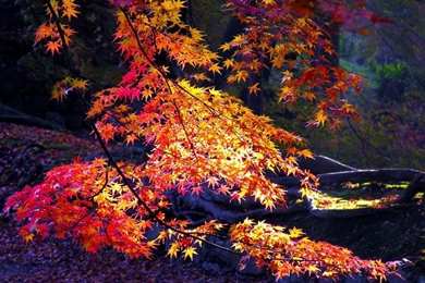 Autumn Colours Forest Autumn Leaves – Nature Forests HD Desktop ...