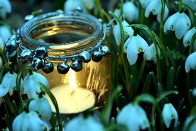 Spring, Nature, Flowers, Landscapes, HQ, Wallpaper, High ...