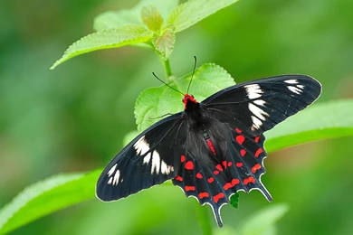 Latest } Beautiful Butterfly Birds Wallpapers   Download Latest ...