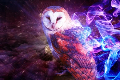 Owl Wallpapers Hd Wallpapers » WallDevil   Best Free HD Desktop And ...