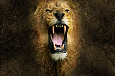 Angry Lion Wallpapers In Hd