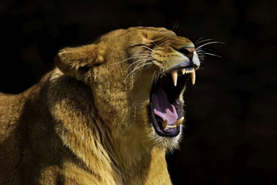 The Angry Lion Wallpapers