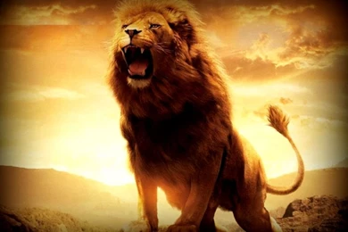 Angry Lion Wallpapers Hd 1080P