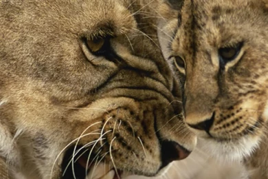 Angry Lion Mother iPhone 6 Wallpapers