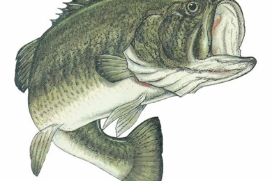 18124 Largemouth bass 600.jpg