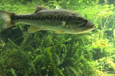 Smallmouth Bass Wallpapers
