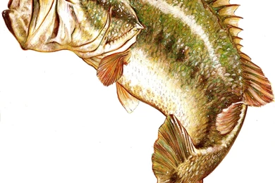 Largemouth Bass Jumping Drawing
