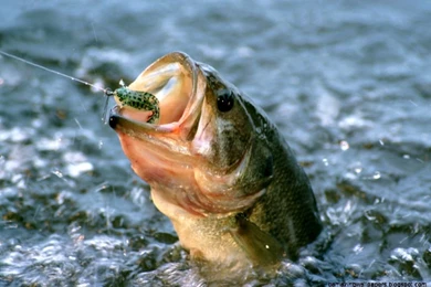 Largemouth Bass Fish Wallpapers
