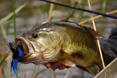 Smallmouth Bass Wallpapers