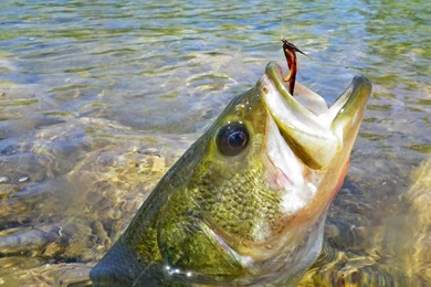 Taylor Creek Flyshop: Runoff Reprieve