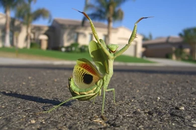 Internet Explorer Wallpaper Images