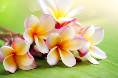 Download Wallpapers 3840x2160 Plumeria, Flowers, Branch, Lie 4K ...