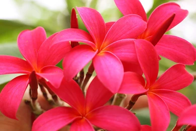 Download Wallpapers 2560x1600 Plumeria, Flowers, Bright, Pink ...