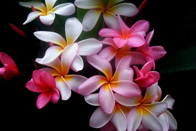 Download Wallpapers 3840x2400 Plumeria, Flowers, Colored, Black ...