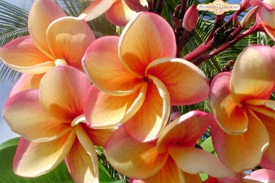 Stella Faulkner: Plumeria Hd