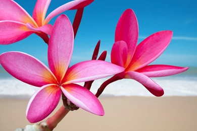 Plumeria Pink Flower Desktop Backgrounds 511865 : Wallpapers13.com