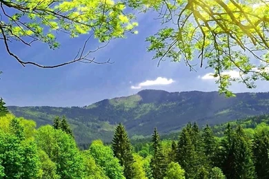 Mobile Nature Wallpapers