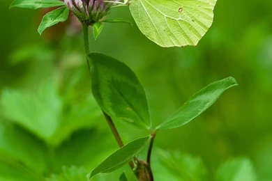 Nature Mobile Wallpapers   Wallpapers Quotes And Status