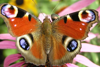 Butterfly Backgrounds Free Download