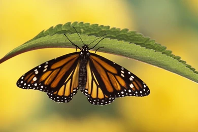 Butterfly Backgrounds Free Download