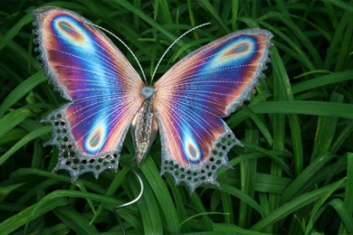 Butterfly On Grass Hd Free Wallpapers   Free Hd Wallpapers