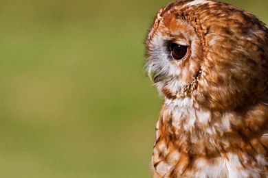Cute Owl Wallpapers