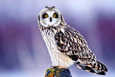 Cute Owl Wallpapers