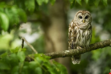 Owl HD Wallpapers
