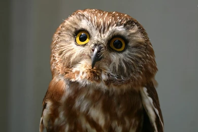 Owl   Owls Wallpapers