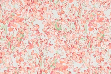 Red Iris Flower Wallpapers