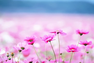 Cute Wallpapers For Desktop Hd