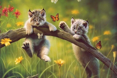 Cute Wallpapers   Download Free Cute Desktop Widescreen Wallpapers ...