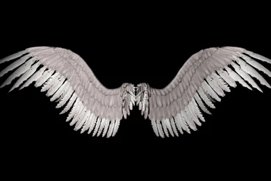Angel Wings   Polyvore