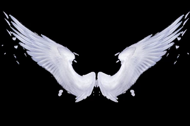 Angel Wings Clip Art White Backgrounds Image Gallery   Photonesta
