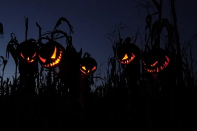 Horror Halloween Fields Pumpkins 1680x1050 Wallpapers – Nature ...